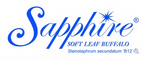 Sapphire soft leaf Buffalo Turf-stenotaphrum secundatum'B12'
