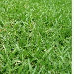Standard KIKUYU Turf