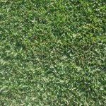 Matilda Soft Leaf Buffalo