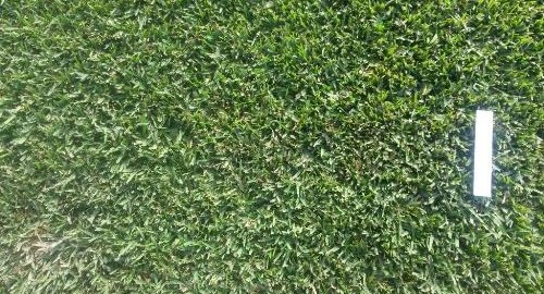 Matilda Soft Leaf Buffalo