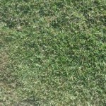 Nara Zoysia Macrantha Turf