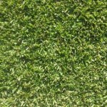 Palmetto Soft Leaf Buffalo