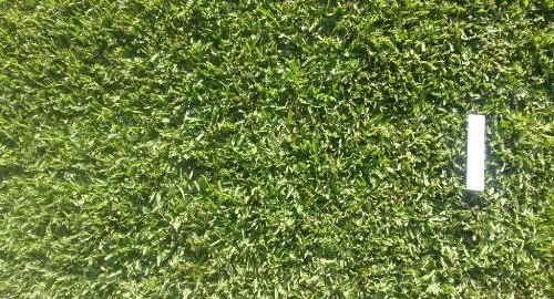 Palmetto Soft Leaf Buffalo