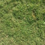 Santa Anna Couch Turf