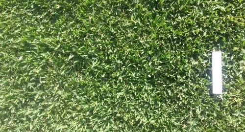 Sapphire Soft Leaf Buffalo