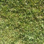 Shademaster Soft Leaf Buffalo