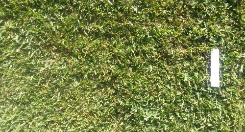 Shademaster Soft Leaf Buffalo