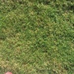 Wintergreen Couch Turf